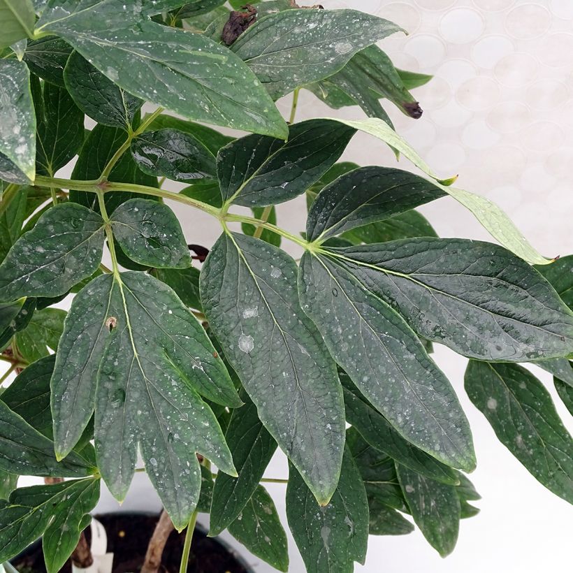 Pivoine arbustive 10 Lu Mu Ying Yu - Paeonia suffruticosa (Foliage)