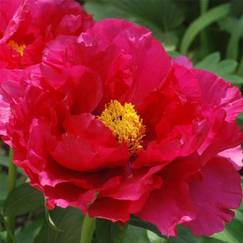 Pivoine arbustive 13 Ri Yue Jin - Paeonia suffruticosa (Flowering)