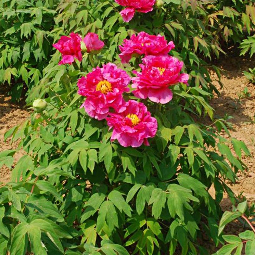 Pivoine arbustive 13 Ri Yue Jin - Paeonia suffruticosa (Plant habit)