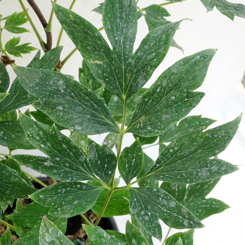 Pivoine arbustive 13 Ri Yue Jin - Paeonia suffruticosa (Foliage)