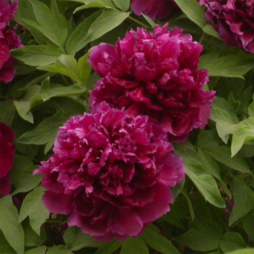 Pivoine arbustive 02 Bai Yuan Hong Xia - Paeonia suffruticosa (Flowering)