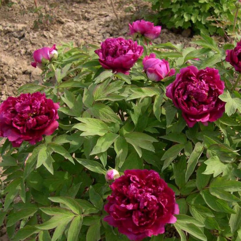 Pivoine arbustive 02 Bai Yuan Hong Xia - Paeonia suffruticosa (Plant habit)