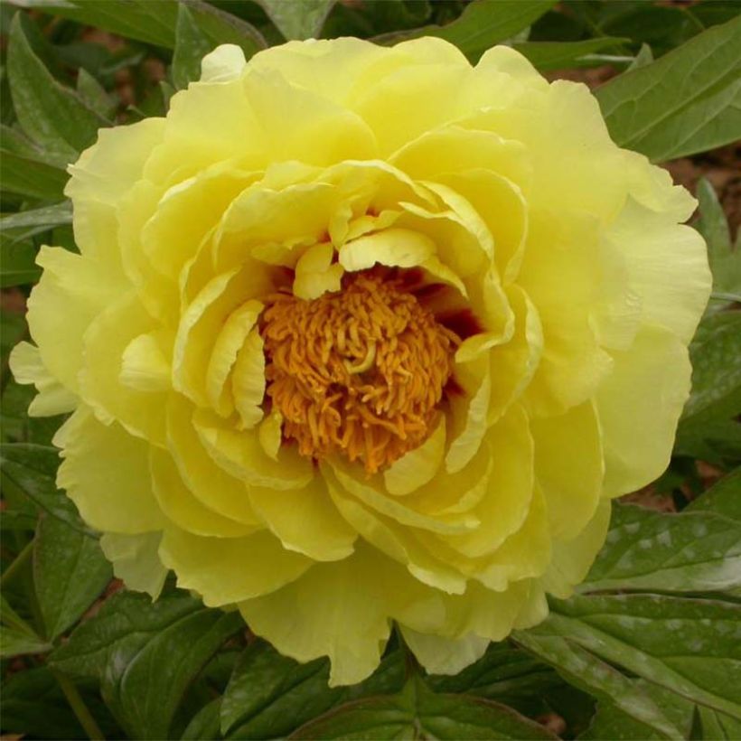 Pivoine arbustive 05 Hai Huang - Paeonia (x) lutea (Flowering)
