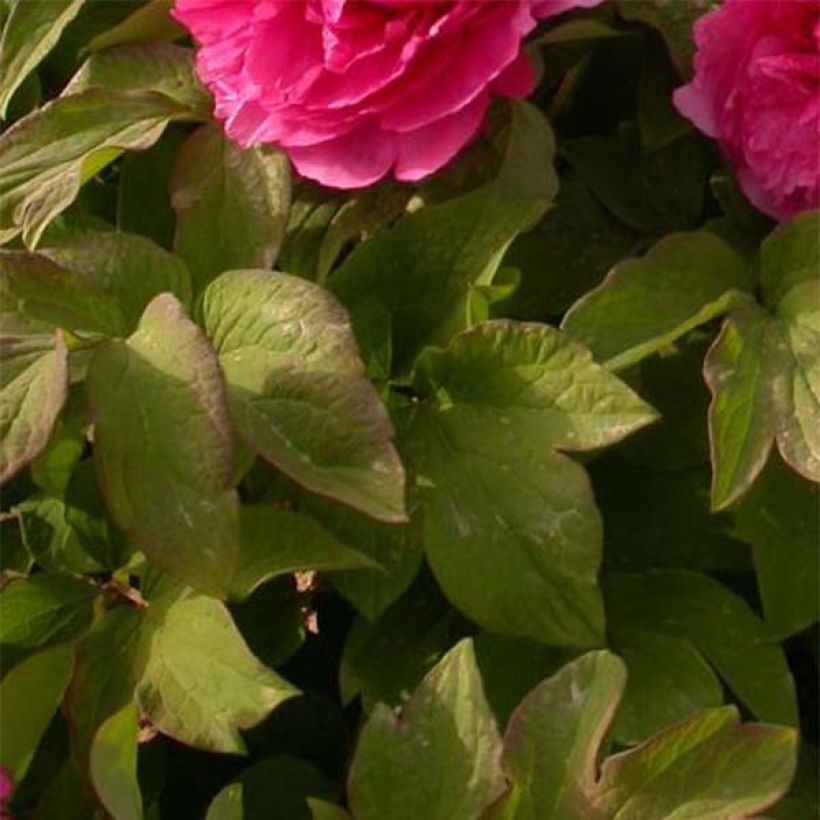 Pivoine arbustive 08 Juan Ye Hong - Paeonia suffruticosa (Foliage)