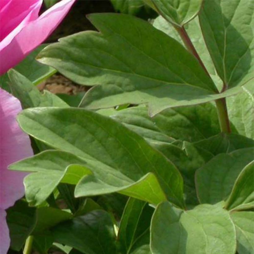 Pivoine arbustive 09 Lu He Hong - Paeonia (x) suffruticosa (Foliage)