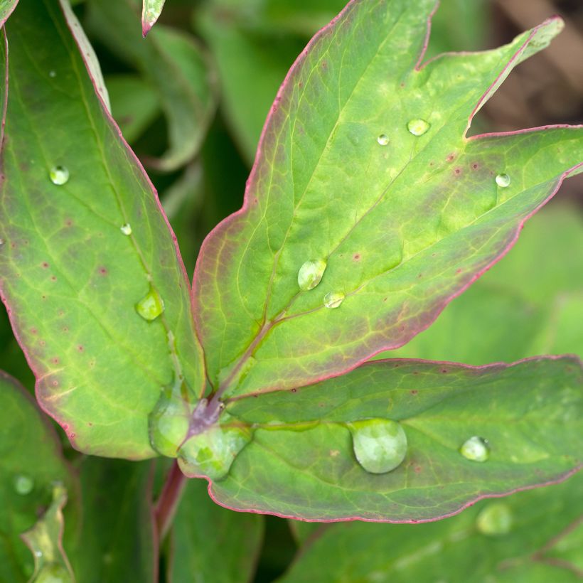Pivoine arbustive Lan Bao Shi (Blue Jewel, Blue Sapphire) - Paeonia suffruticosa (Foliage)