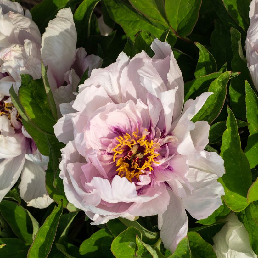 Pivoine arbustive Lan Bao Shi (Blue Jewel, Blue Sapphire) - Paeonia suffruticosa (Flowering)