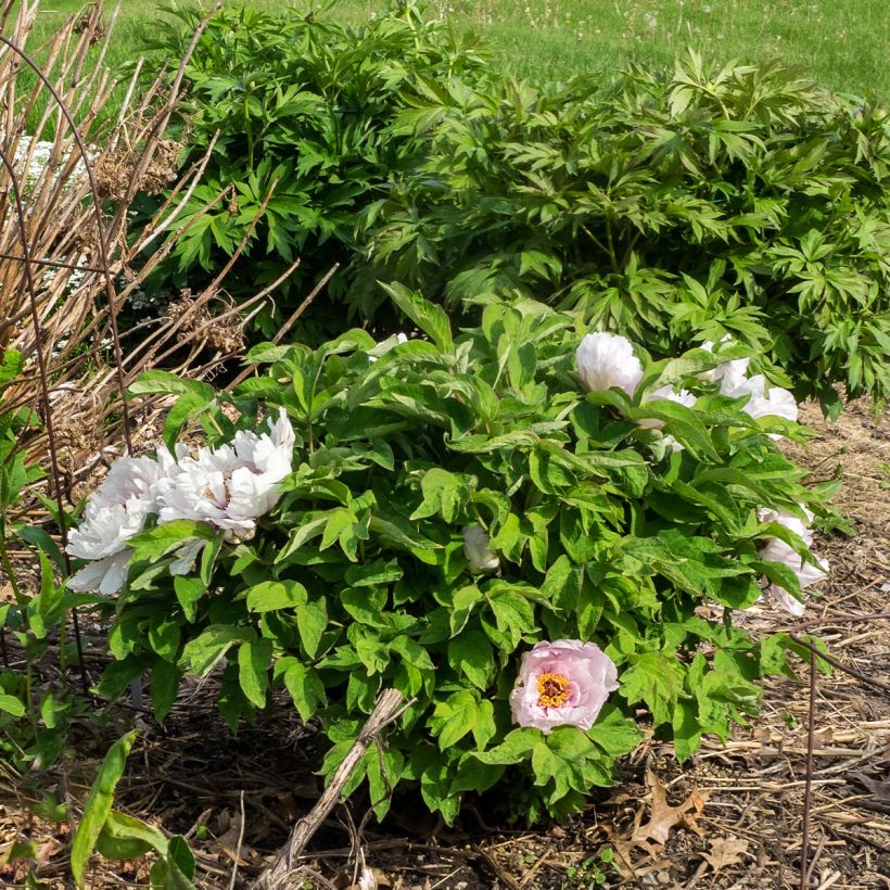 Pivoine arbustive Lan Bao Shi (Blue Jewel, Blue Sapphire) - Paeonia suffruticosa (Plant habit)
