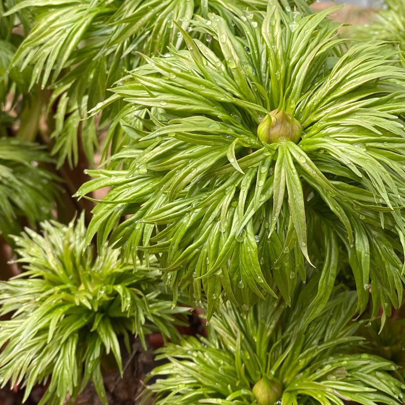 Pivoine botanique - Paeonia anomala (Foliage)