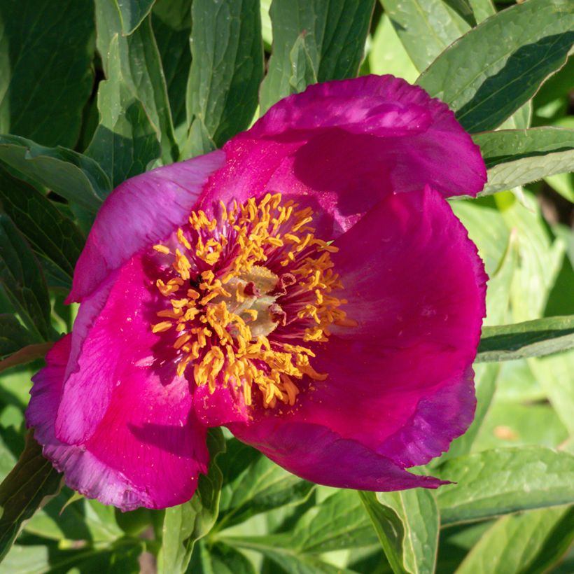 Pivoine botanique - Paeonia humilis (Flowering)
