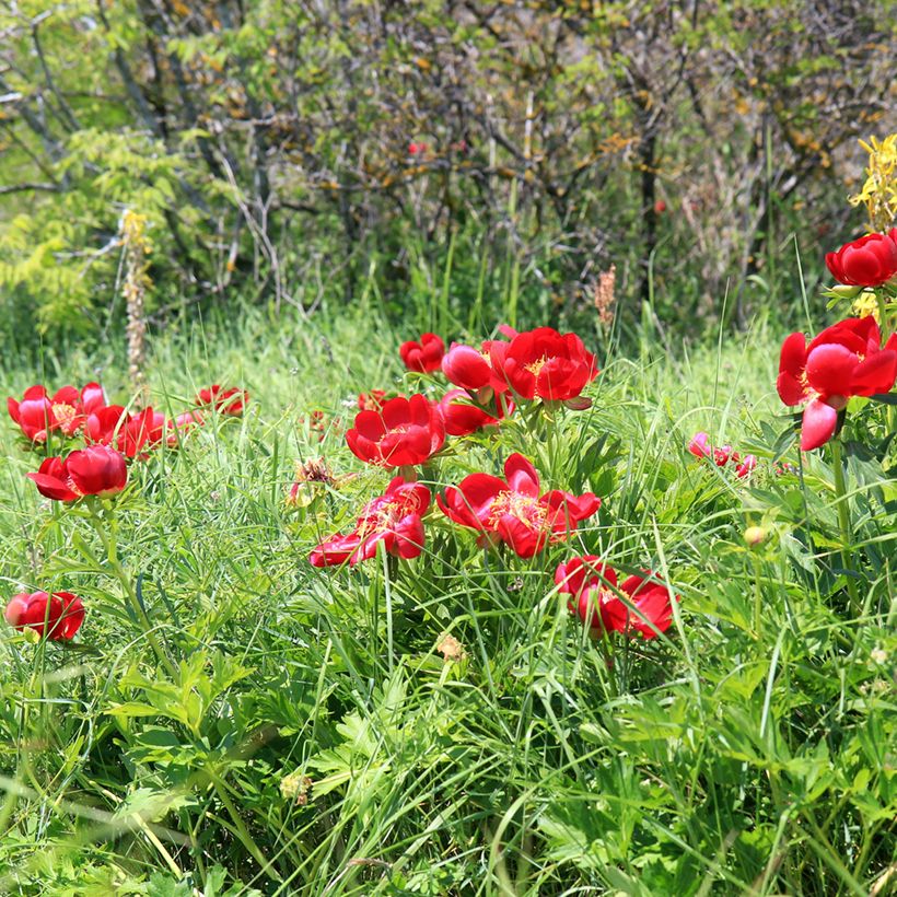 Pivoine botanique - Paeonia peregrina (Plant habit)