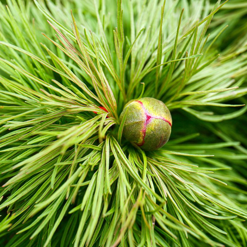 Pivoine botanique - Paeonia tenuifolia (Foliage)