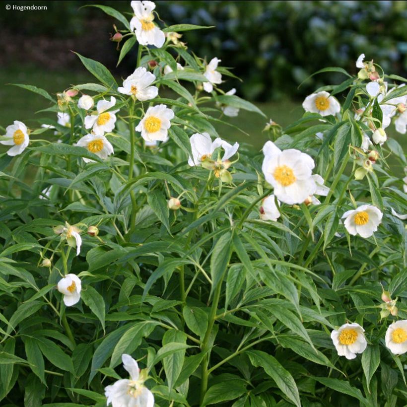 Pivoine emodi Late Windflower - Pivoine botanique (Plant habit)