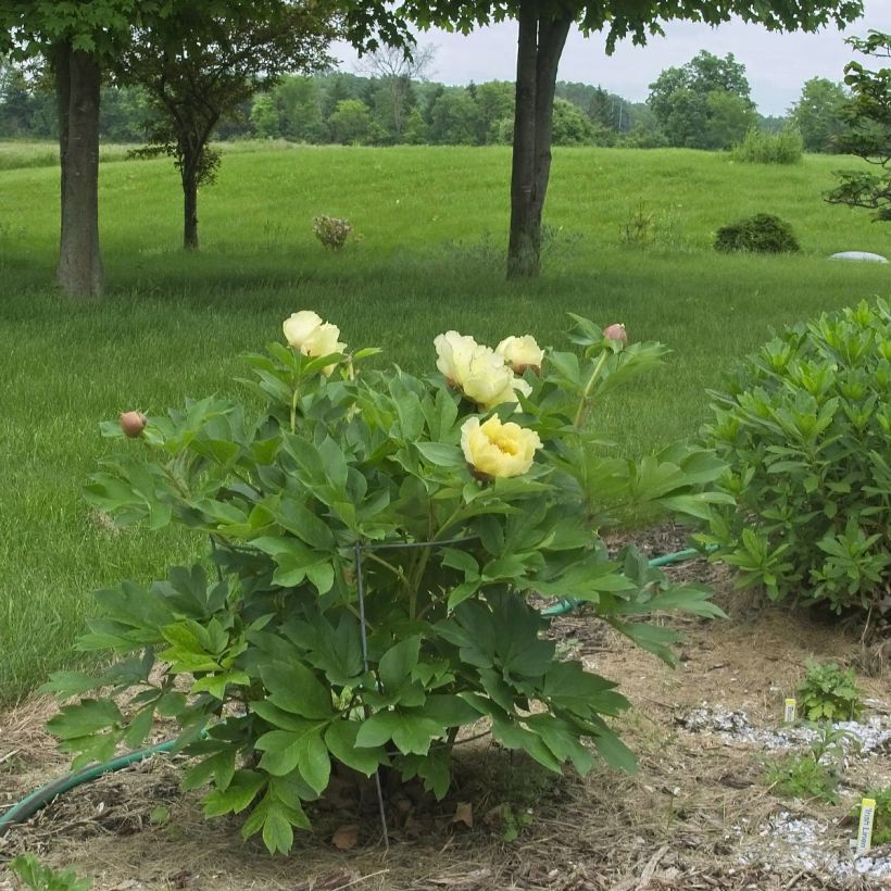 Pivoine itoh Yellow Crown  (Plant habit)