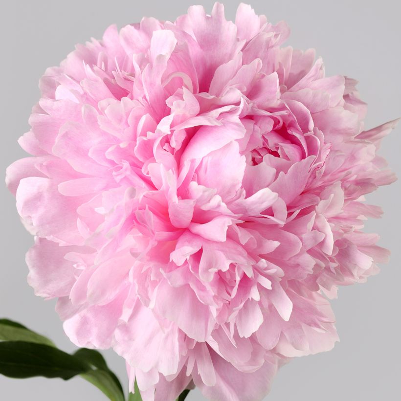 Pivoine lactiflora Albert Crousse  (Flowering)