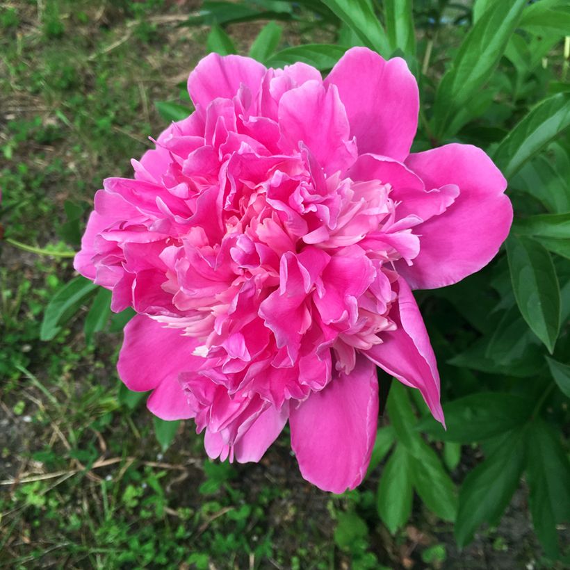 Pivoine lactiflora Amabilis (Flowering)