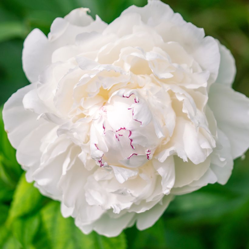 Pivoine lactiflora Avalanche (Flowering)