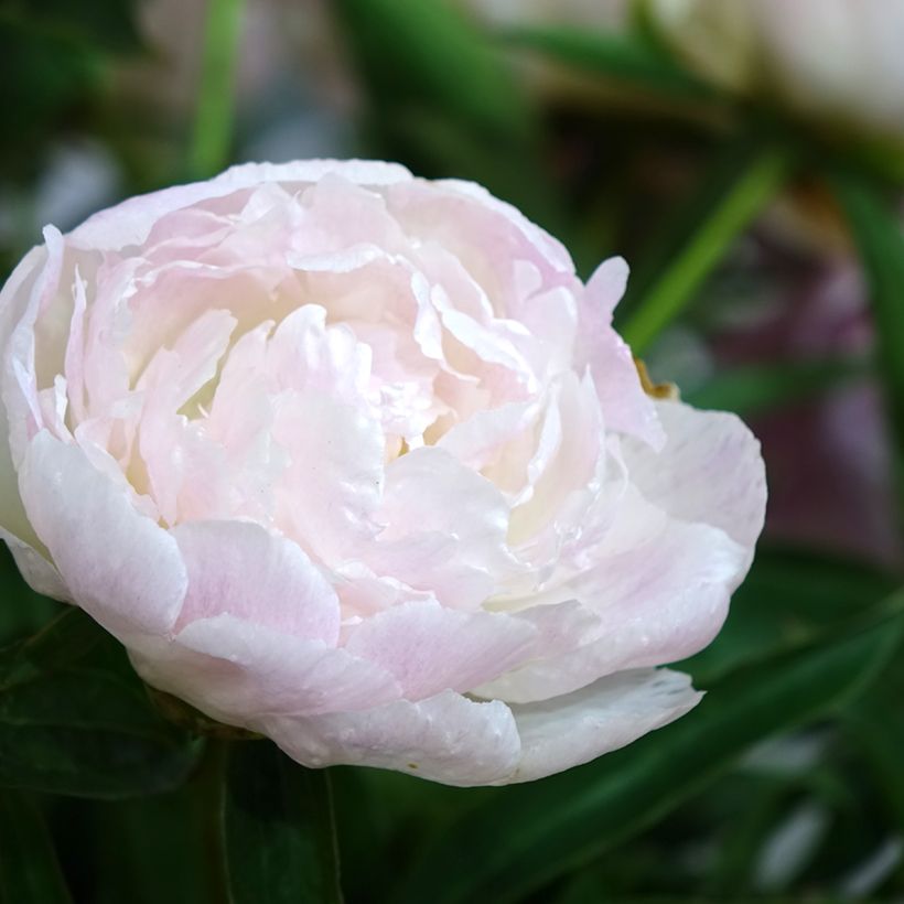 Pivoine lactiflora Chiffon Parfait  (Flowering)