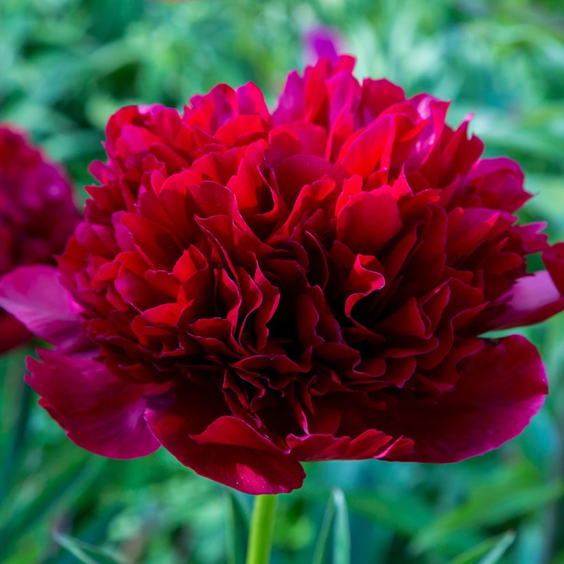 Pivoine lactiflora Command Performance  (Flowering)