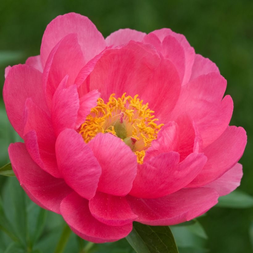 Pivoine lactiflora Cytherea  (Flowering)