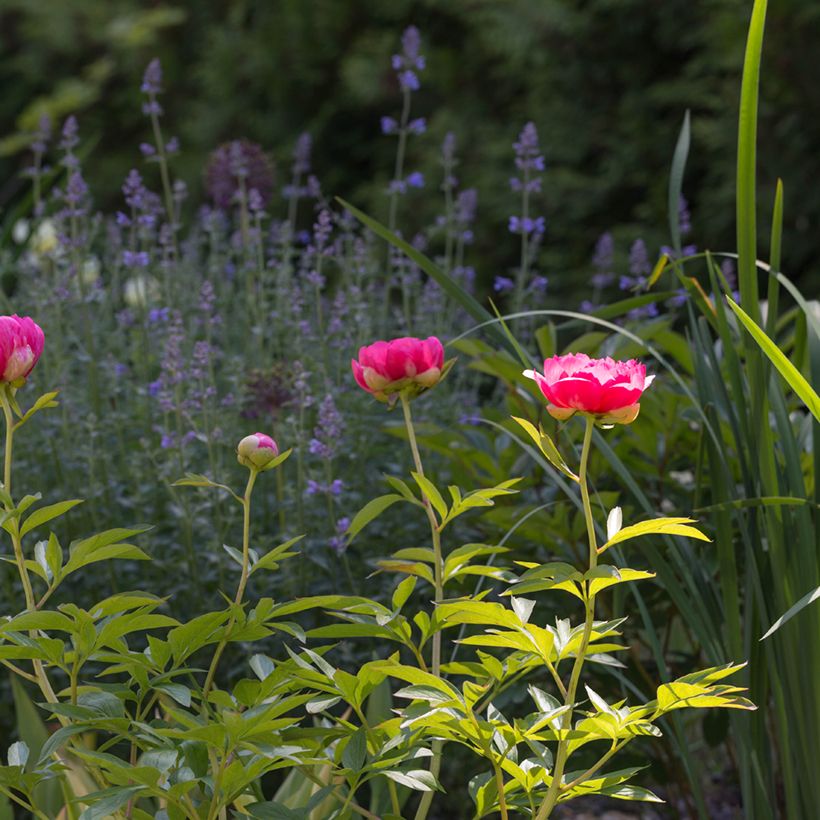 Pivoine lactiflora Cytherea  (Plant habit)