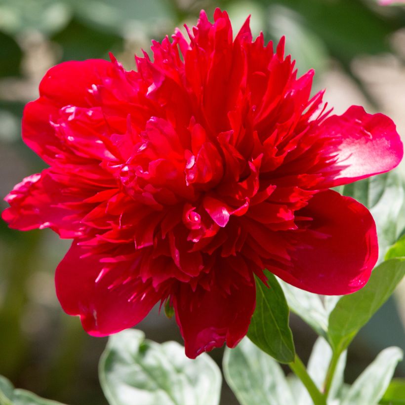Pivoine lactiflora Diana Parks (Flowering)