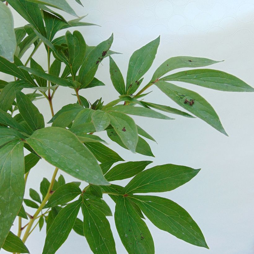Pivoine lactiflora Dr Alexander Fleming (Foliage)