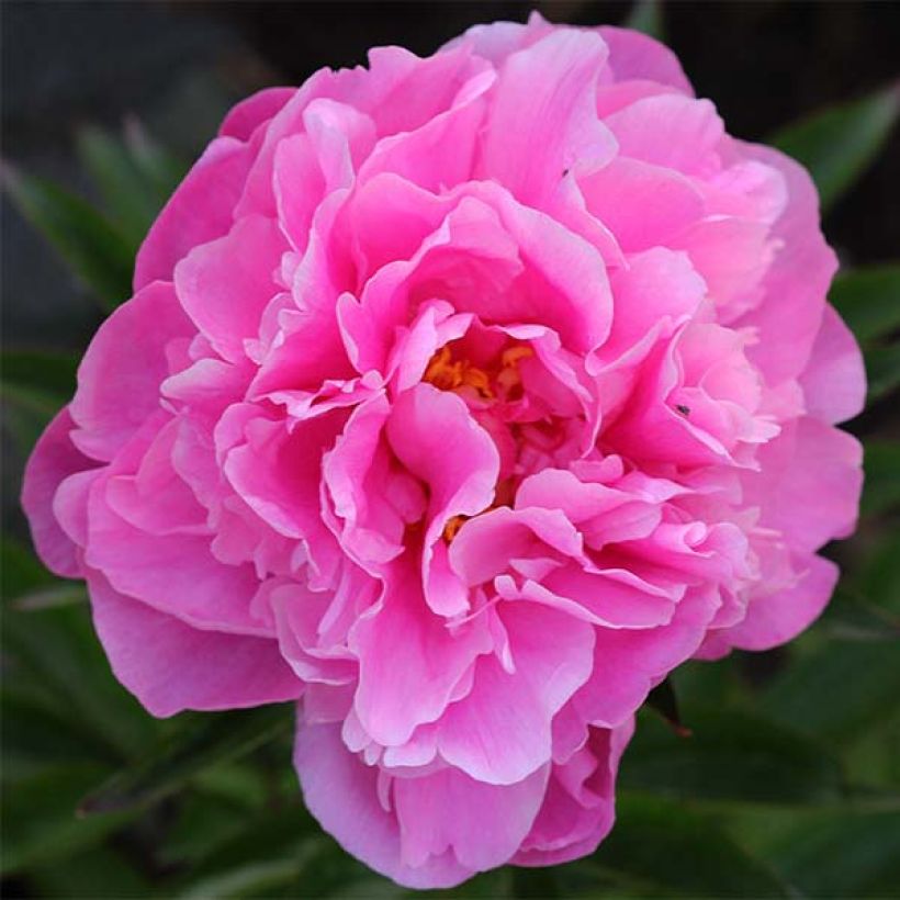 Pivoine lactiflora Dr Alexander Fleming (Flowering)