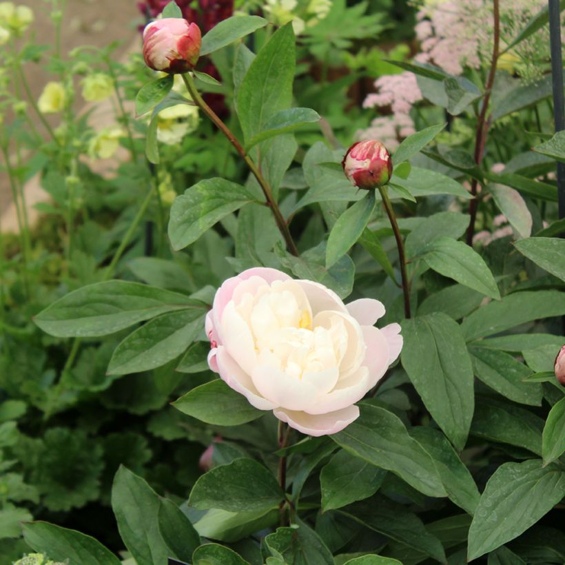Pivoine lactiflora Gardenia (Foliage)