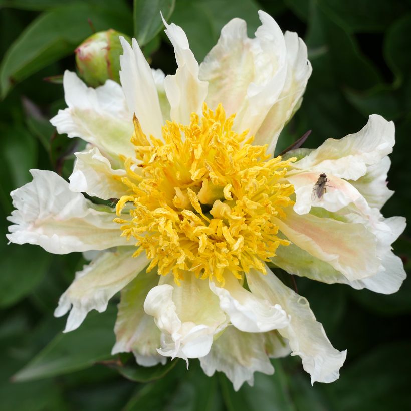 Pivoine lactiflora Green Lotus (Flowering)