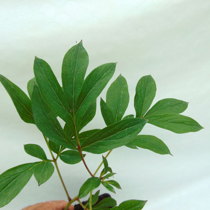 Pivoine lactiflora Kansas (Foliage)