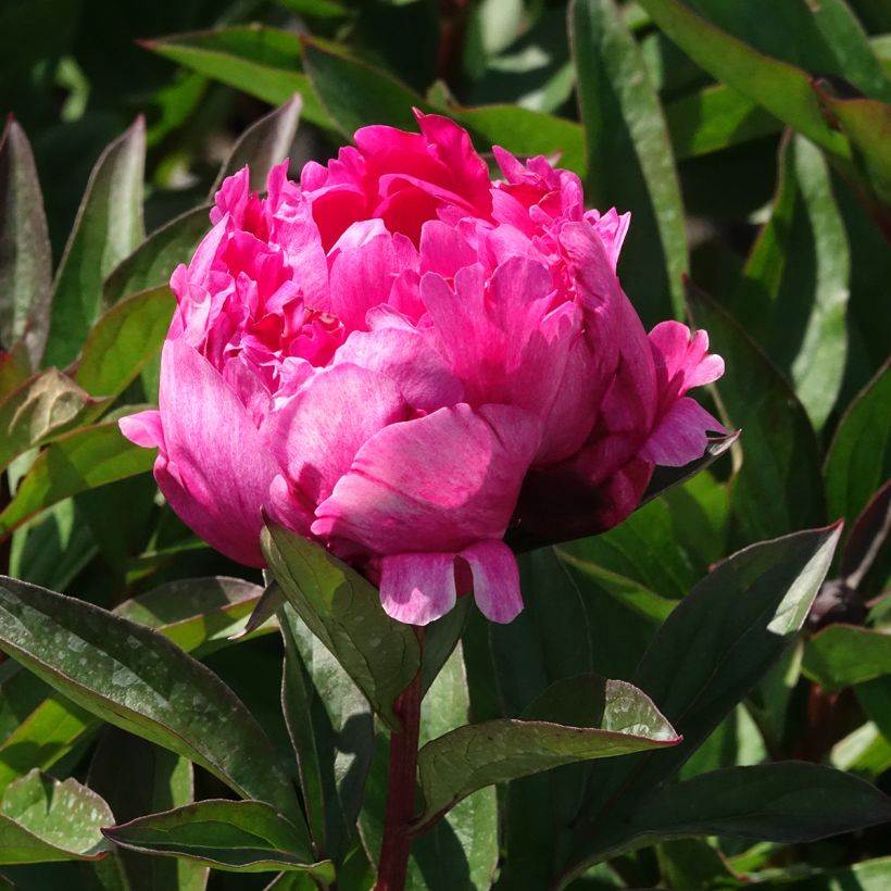 Pivoine lactiflora Kansas (Flowering)