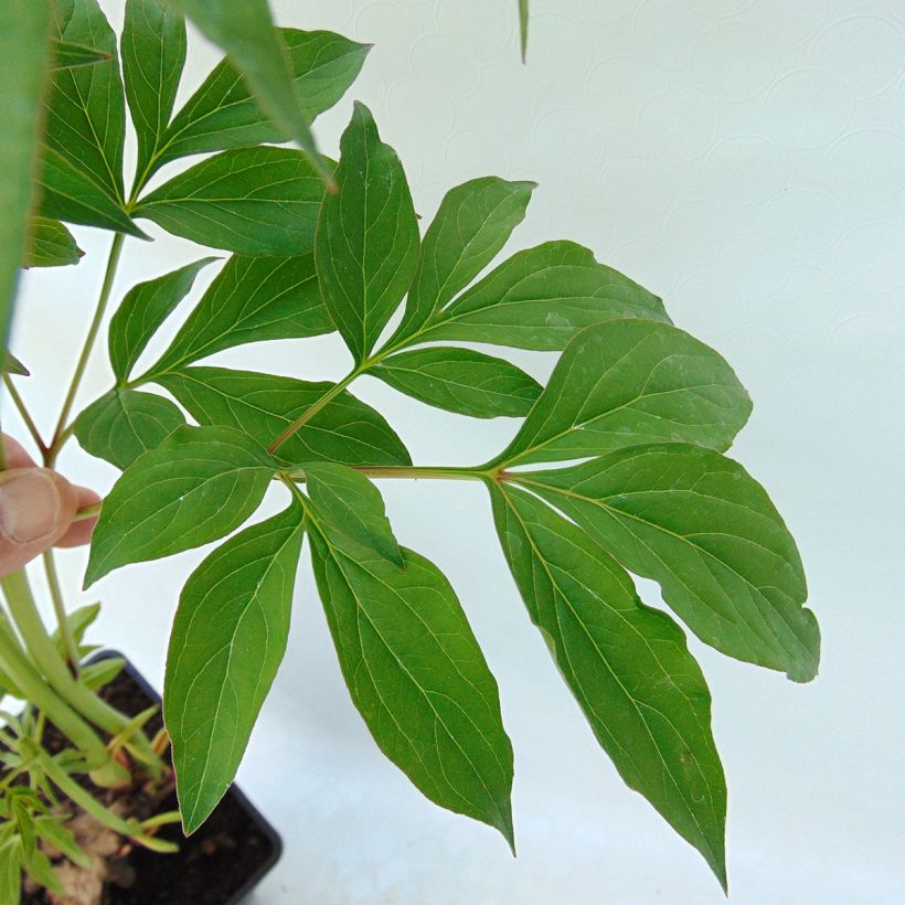 Pivoine lactiflora Katarina Fontaine (Foliage)