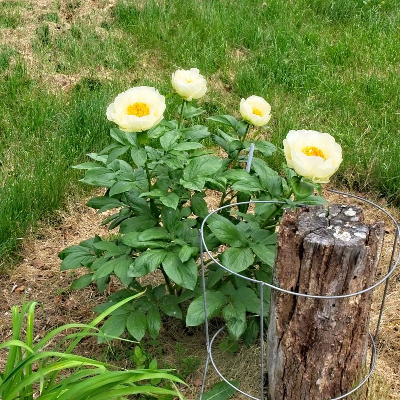 Pivoine lactiflora Lemon Chiffon  (Plant habit)