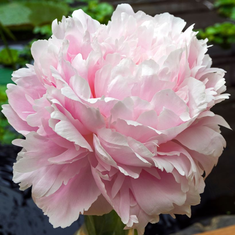 Pivoine lactiflora Morning Kiss (Flowering)