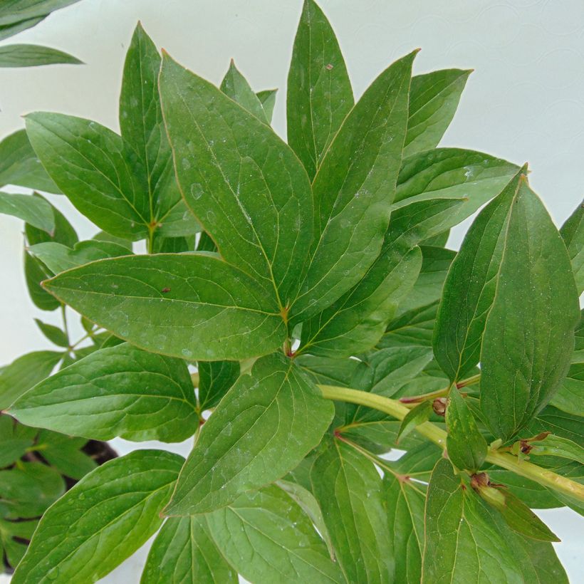 Pivoine lactiflora Mother's Choice (Foliage)