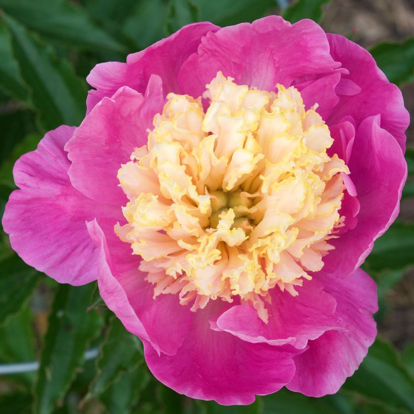 Pivoine lactiflora Mr G.F. Hemerik (Flowering)