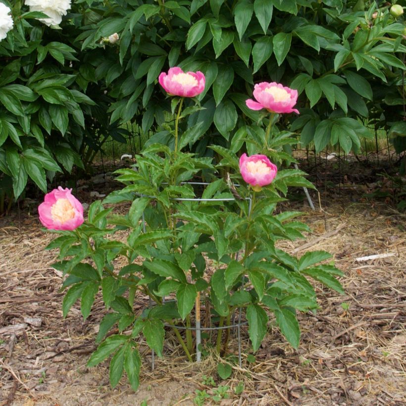 Pivoine lactiflora Mr G.F. Hemerik (Plant habit)