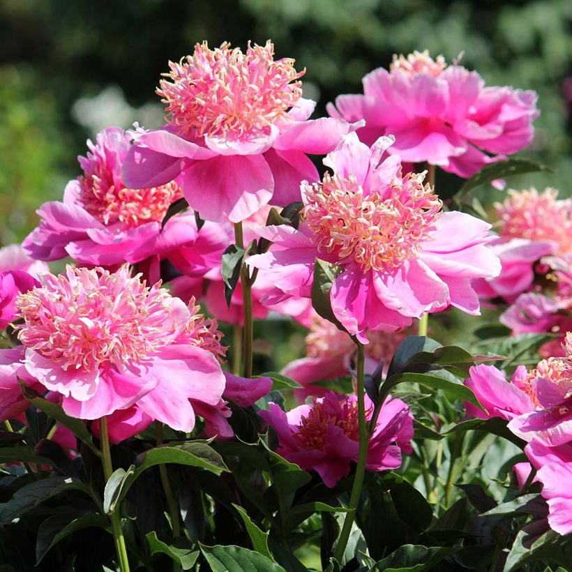 Pivoine lactiflora Neon (Flowering)