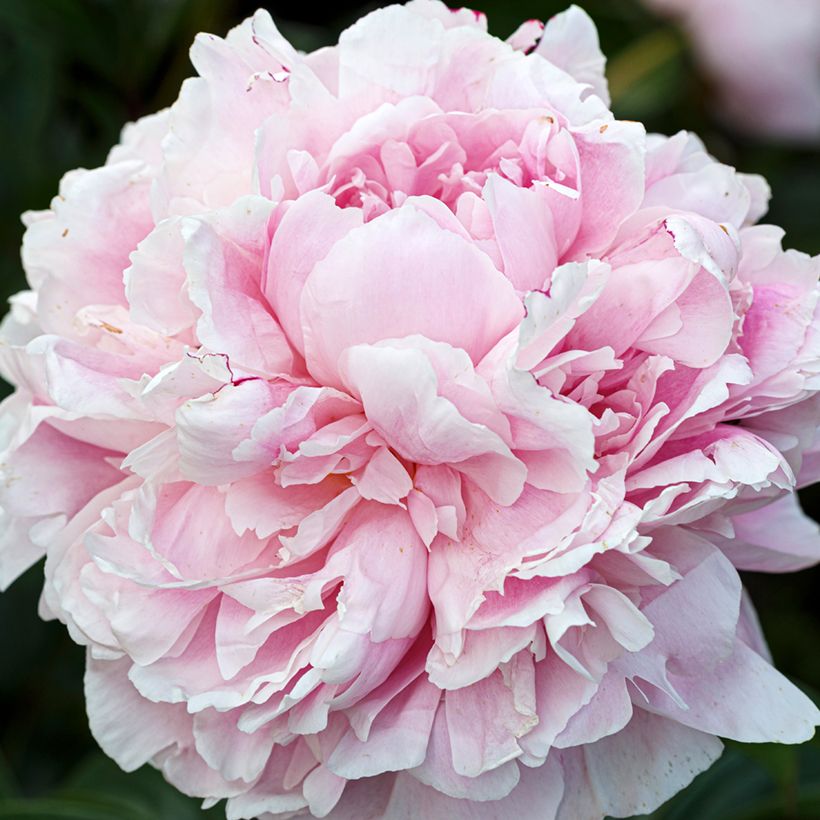 Pivoine lactiflora Président Taft (Flowering)