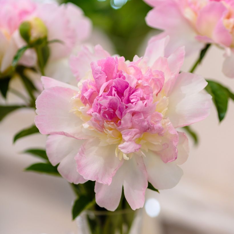 Pivoine lactiflora Raspberry Sunday  (Flowering)