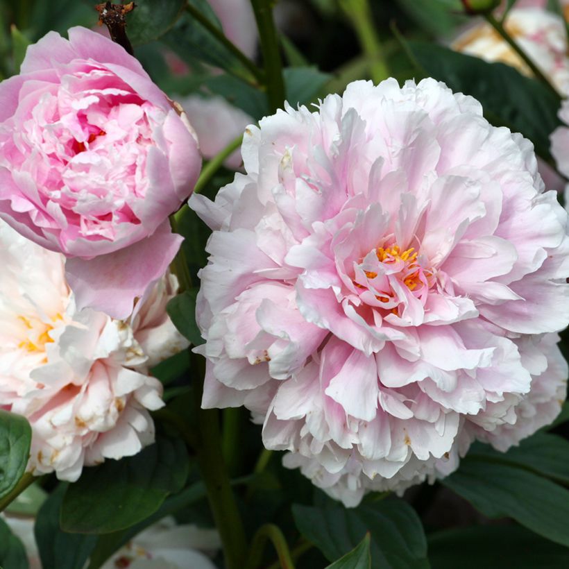 Pivoine lactiflora Sarah Bernhardt (Flowering)
