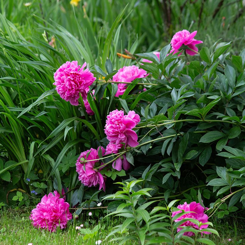 Pivoine lactiflora Sarah Bernhardt (Plant habit)