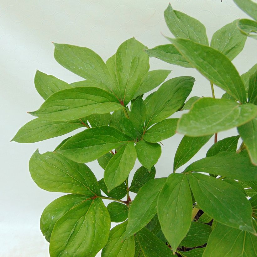 Pivoine lactiflora Shirley Temple (Foliage)