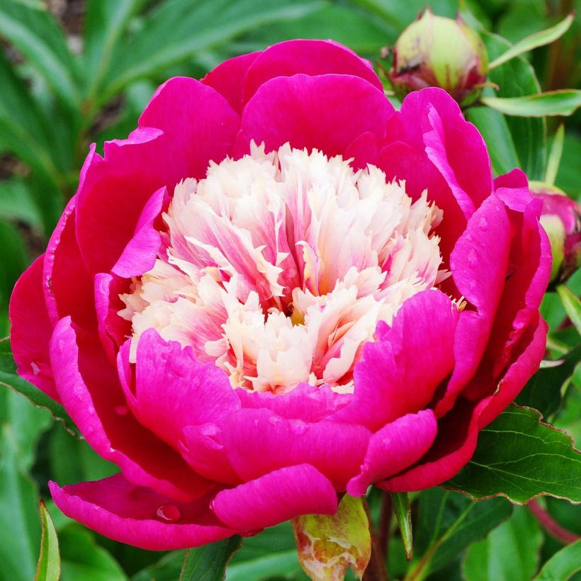 Pivoine lactiflora White Cap (Flowering)