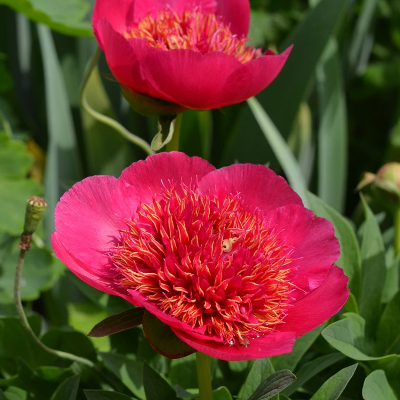 Pivoine officinale Anemoniflora (Flowering)