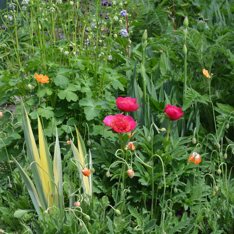 Pivoine officinale Anemoniflora (Plant habit)