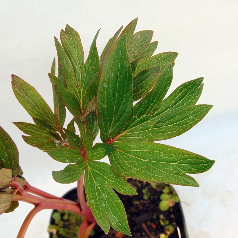Pivoine officinale Rubra Plena (Foliage)