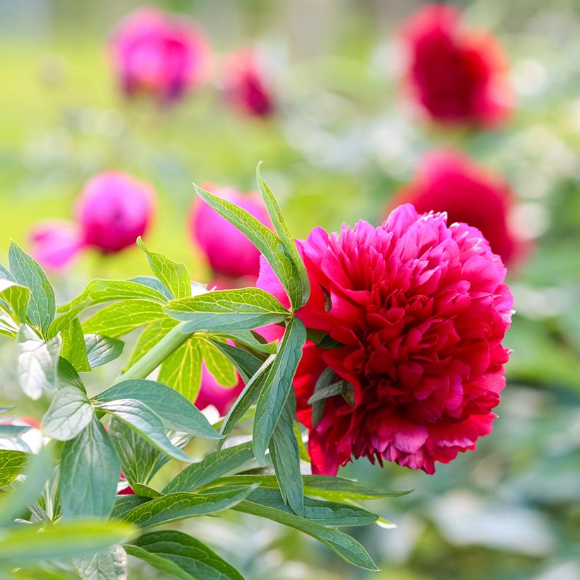 Pivoine officinale Rubra Plena (Flowering)