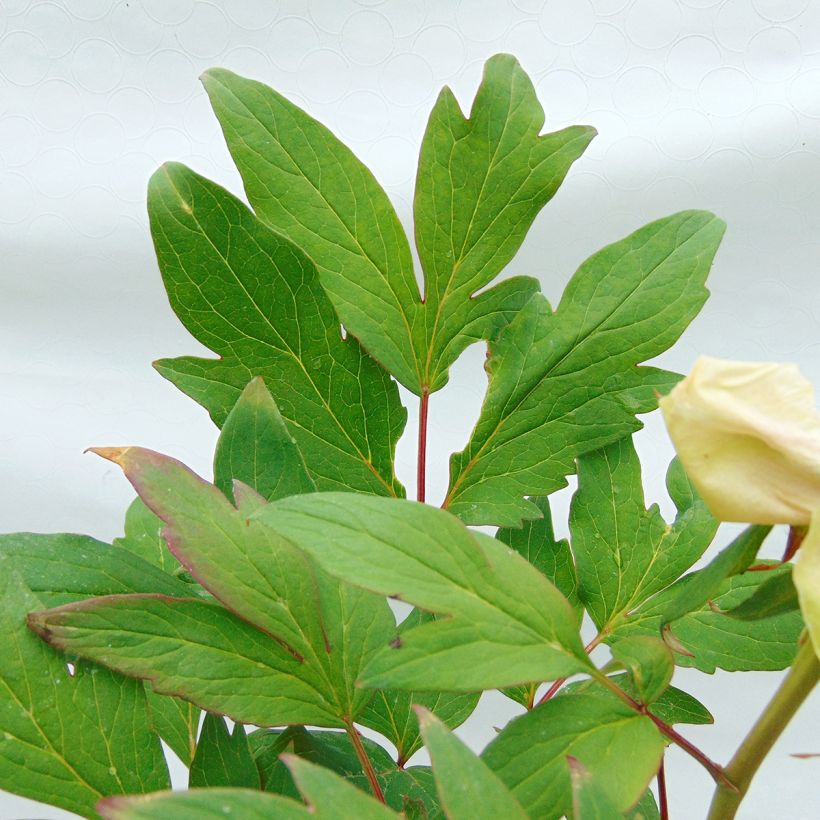 Pivoine arbustive Pink - Paeonia suffruticoa (Foliage)